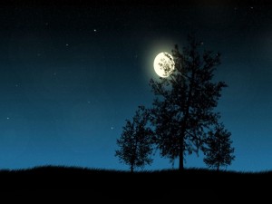 La luna iluminando los árboles
