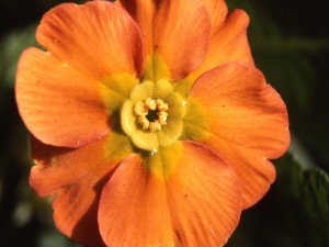 Postal: Flor con pétalos naranjas