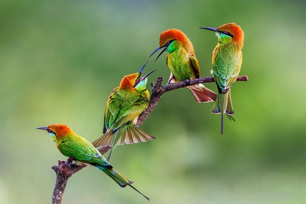 Bonitos pájaros de colores
