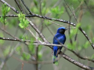 Postal: Pajarito azul en una rama
