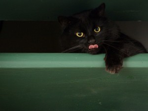 Postal: Gato negro sacando la lengua