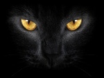 Gato negro con ojos dorados