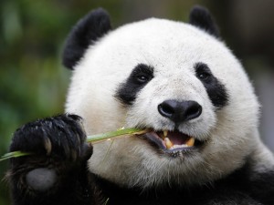 Postal: Oso panda comiendo una rama de bambú