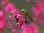 Pájaro en una rama con flores rosas