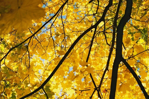Árbol de hojas amarillas