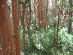 Bosque de Arrayanes (Luma apiculata) en el Parque Nacional "Los Arrayanes" (Argentina)