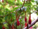 Inflorescencia de Fuchsia magellanica