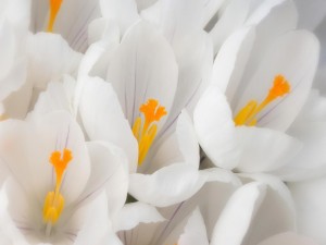 Postal: Flores blancas con pistilos naranjas