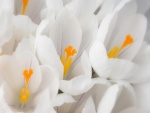 Flores blancas con pistilos naranjas