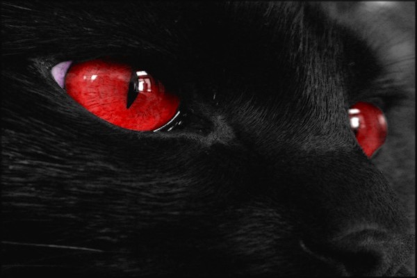 Gato negro de ojos rojos