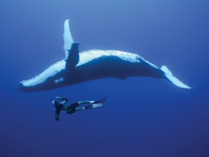 Buceando con una ballena