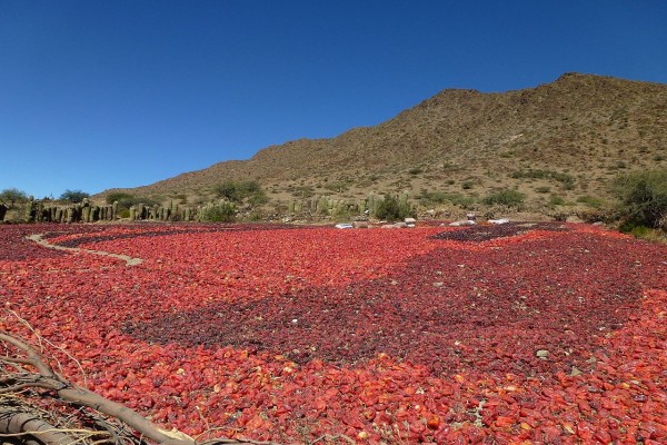 Pimientos en Cachi, Provincia de Salta (Argentina)