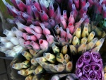 Pimpollos de rosas de varios colores