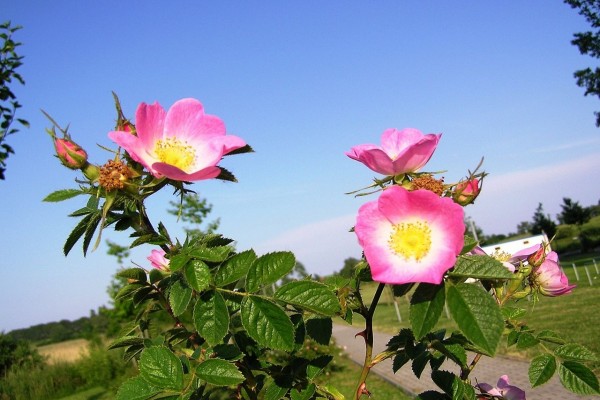 Rosa rubiginosa (rosa mosqueta) con algunos capullos