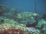 Fauna acuática del Mar Caribe, en Venezuela
