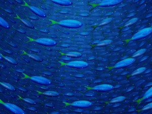Banco de peces azules