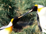 Beso de pingüinos
