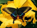 Mariposa brillante