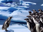 Reunión de pingüinos