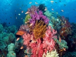 Peces en el arrecife de coral