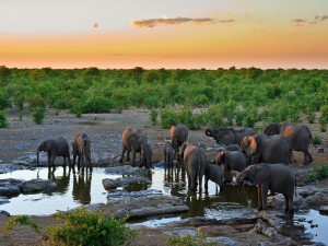 Elefantes bebiendo agua en la sabana africana