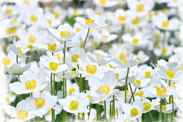 Florecillas blancas