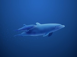 Mamá delfín y su bebé