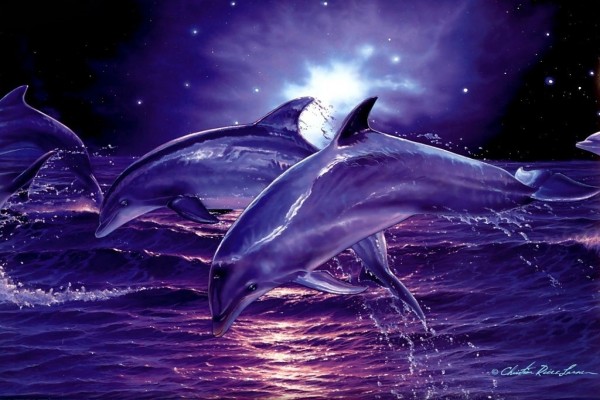 Delfines de noche
