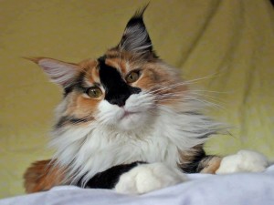 Postal: Precioso gato tricolor