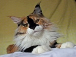 Precioso gato tricolor