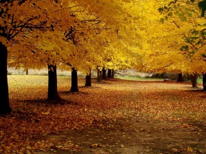 Postal: Árboles con hojas amarillas