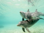 Delfines bajo el mar