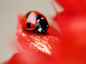 Postal: Mariquita en una flor roja