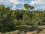 Pinos en Bois des Aresquiers (Hérault, Francia)