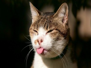 La lengua del gato