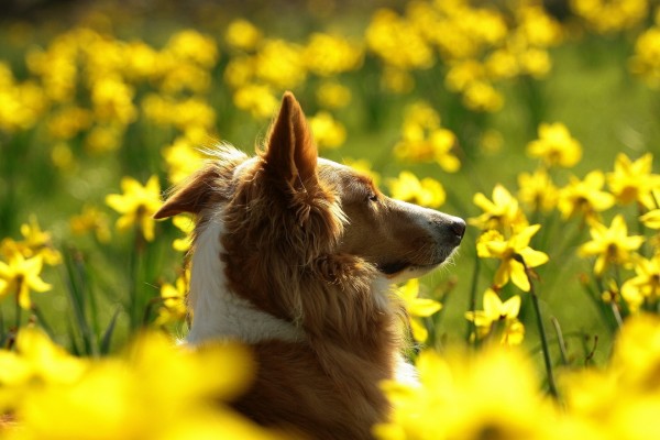 Perro entre flores amarillas