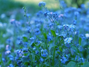Flores silvestres azules