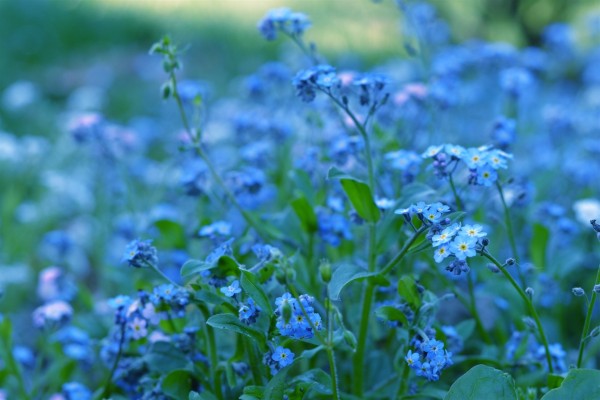 Flores silvestres azules (19442)