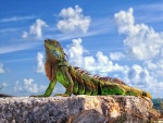 Iguana al sol