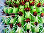 Espinas de un cactus