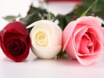 Rosas: roja, blanca y rosa