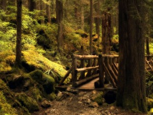 Postal: Puente en el bosque