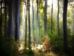 La luz del sol iluminando el bosque