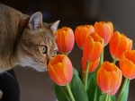 Gato olisqueando unos tulipanes