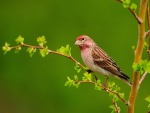 Pájaro de cabeza roja en una rama