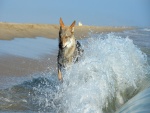 Perro entre las olas