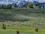 Bisontes en el Parque Nacional de Yellowstone