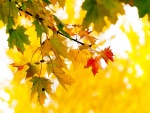 Las hojas de un árbol en otoño