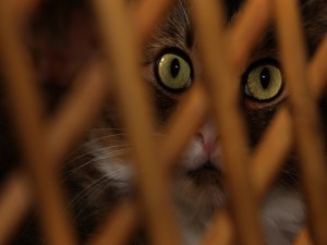 Los ojos brillantes de un gato