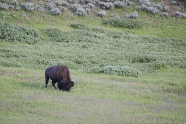 Pequeño bisonte comiendo hierba